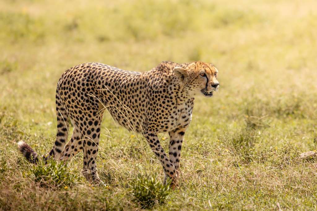 Cheetah on the savannah