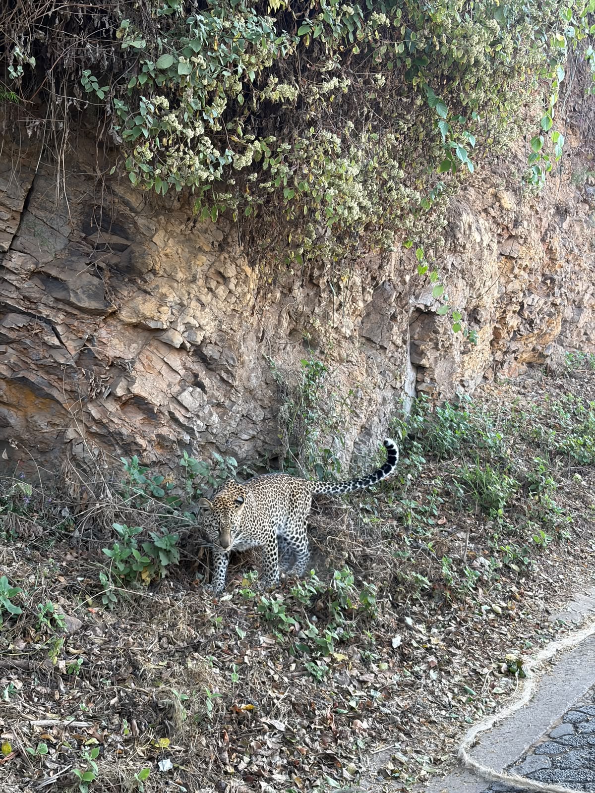 Leopard in East Africa