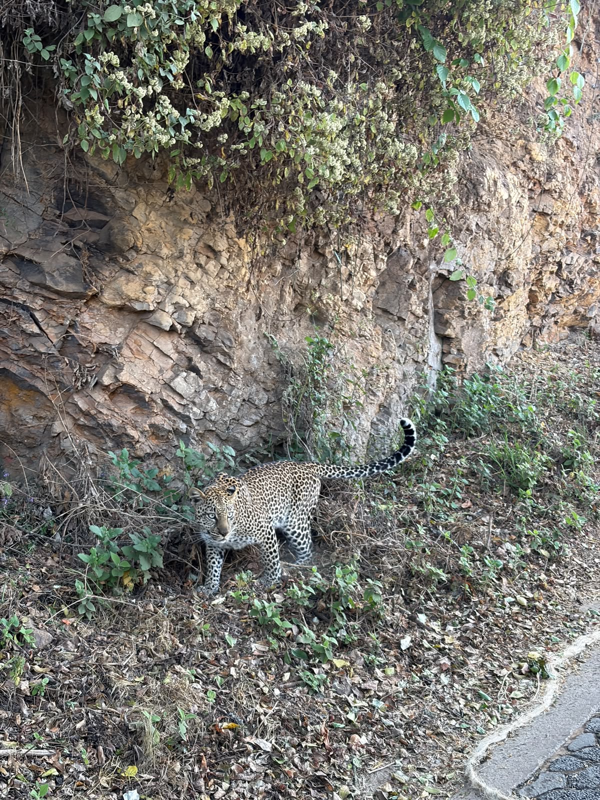 Leopard beside a rocky slope