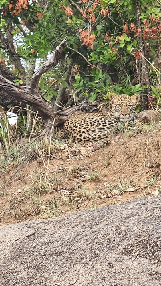 Leopard resting in natural habitat