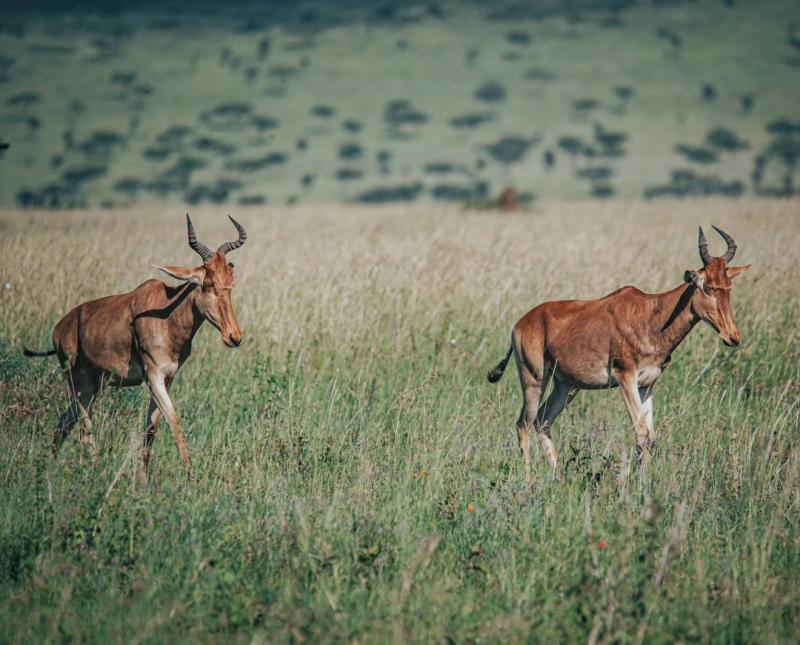 Serengeti National Park