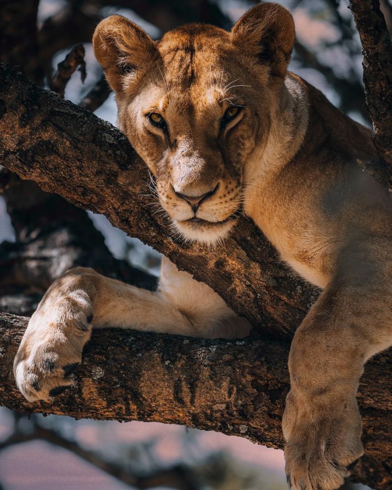Serengeti National Park