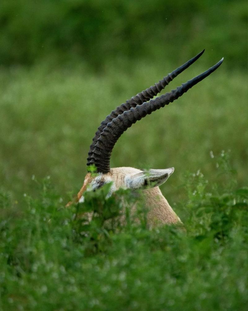 Ngorongoro Crater