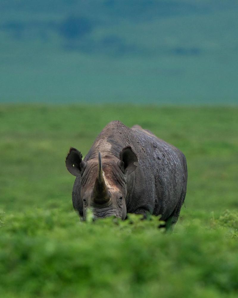 Ngorongoro Crater