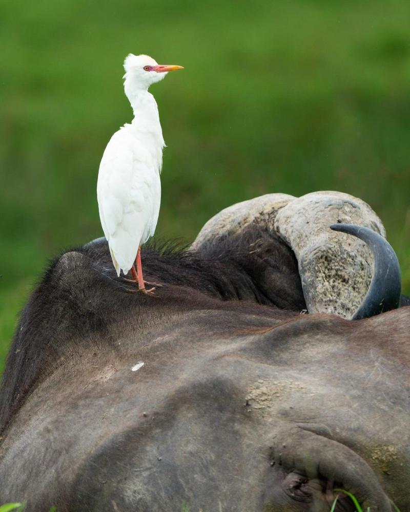 Ngorongoro Crater