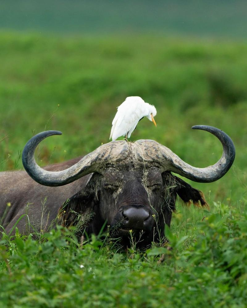 Ngorongoro Crater