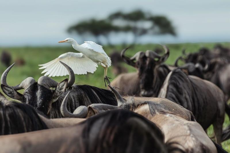 Ngorongoro Crater