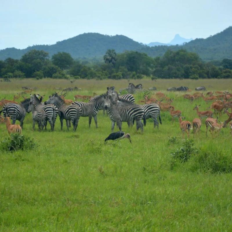 Nyerere National Park