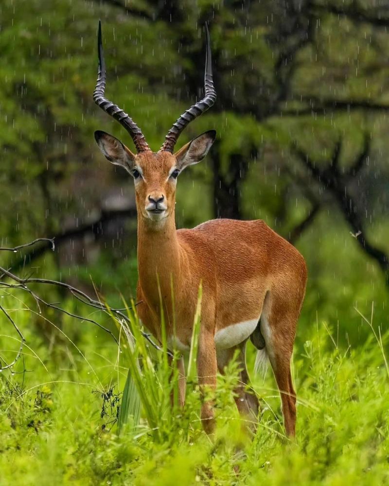 Nyerere National Park