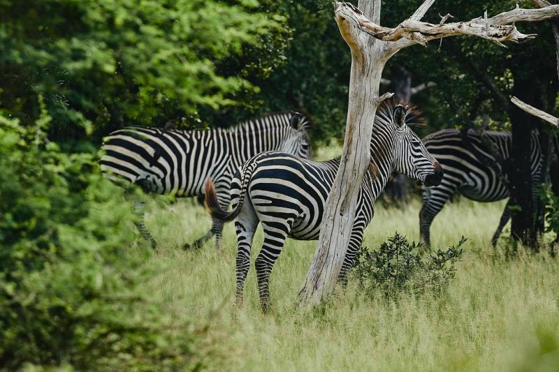 Nyerere National Park