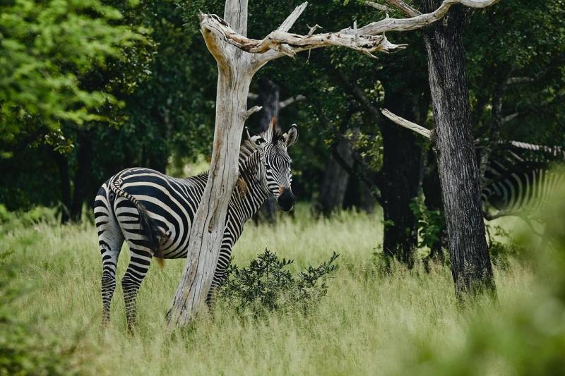 Nyerere National Park