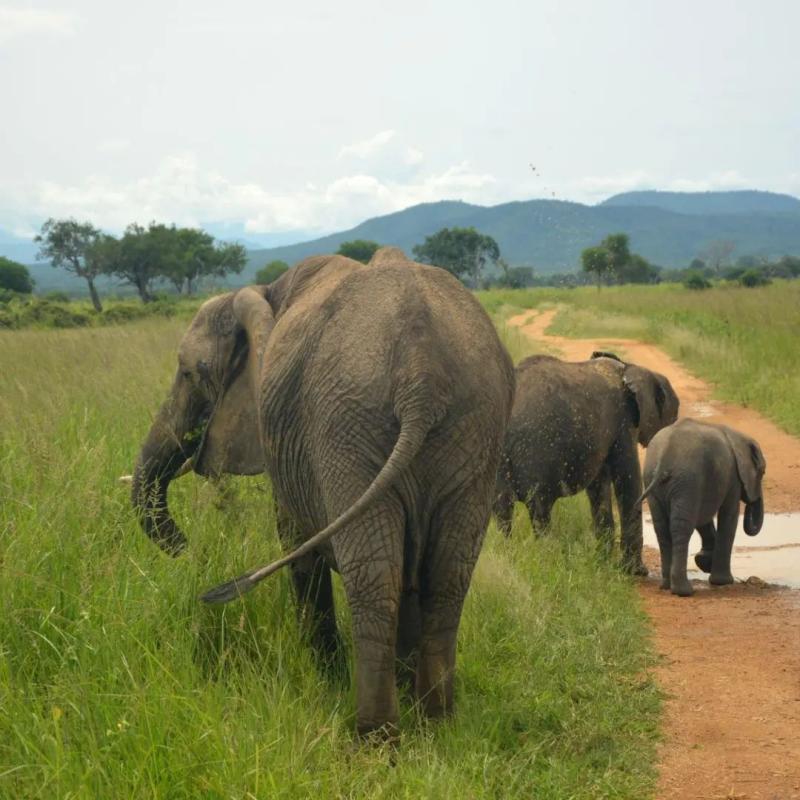 Nyerere National Park