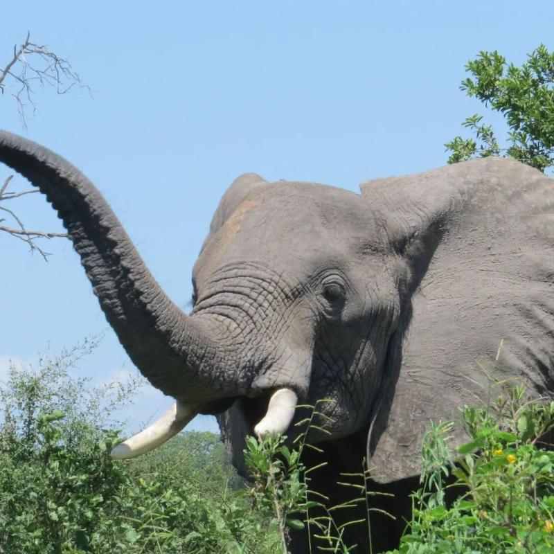 Nyerere National Park