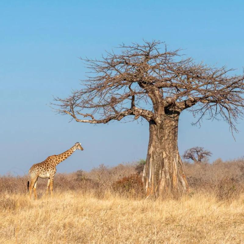 Nyerere National Park