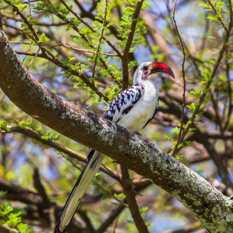 Nyerere National Park