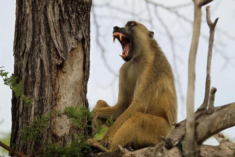 Mikumi National Park