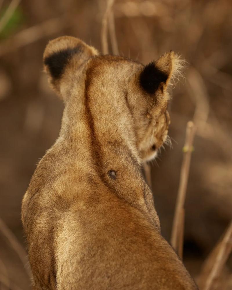 Mikumi National Park