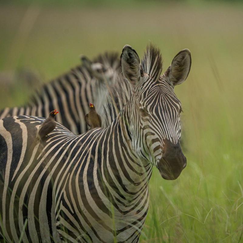 Mikumi National Park