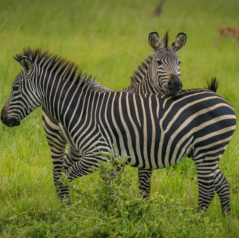Mikumi National Park
