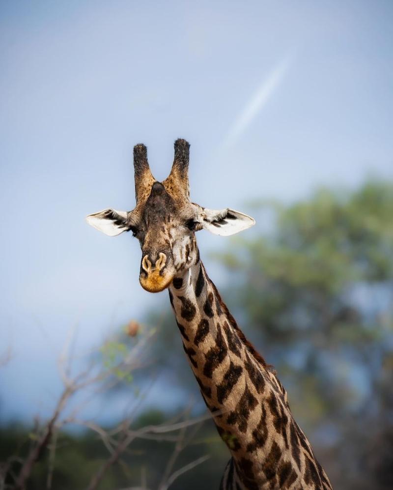 Mikumi National Park