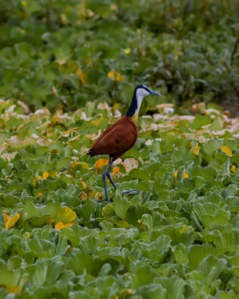 Mikumi National Park