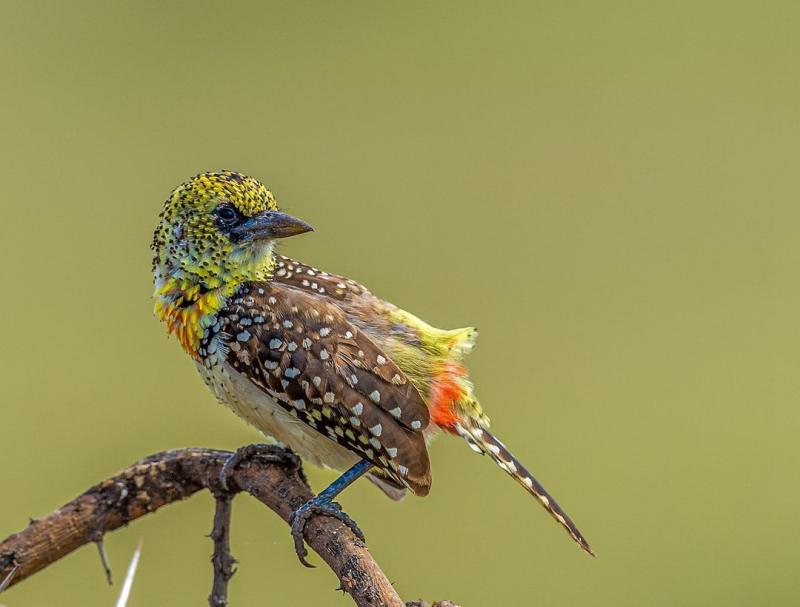 2 Days Amazing Serengeti Safari