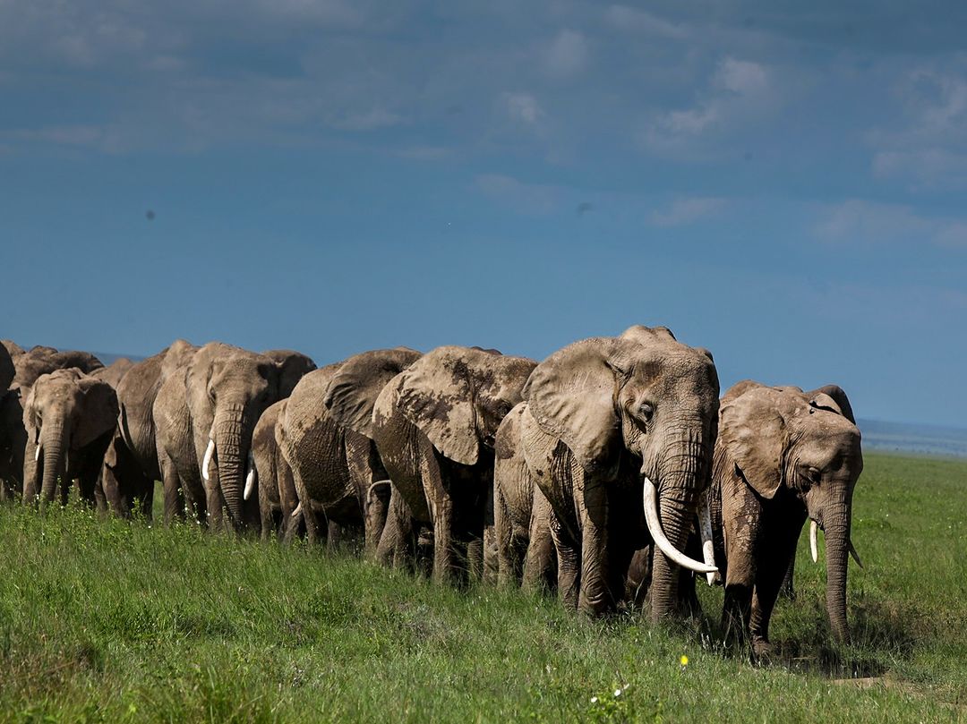 4 Days Tanzania Mid-Range Safari – Tarangire, Serengeti and Ngorongoro Crater