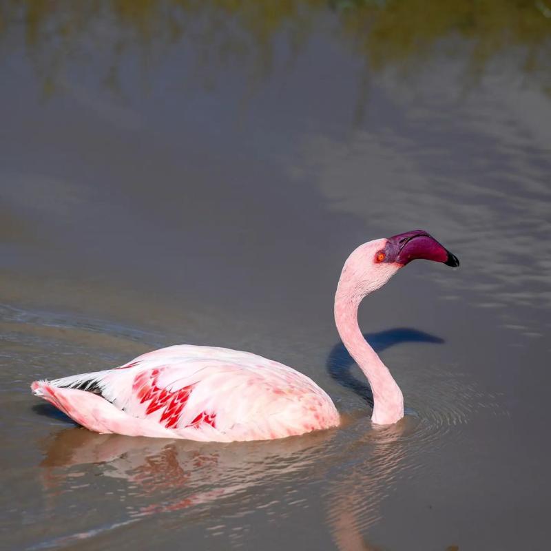 7 Days Tanzania Wildlife Safari