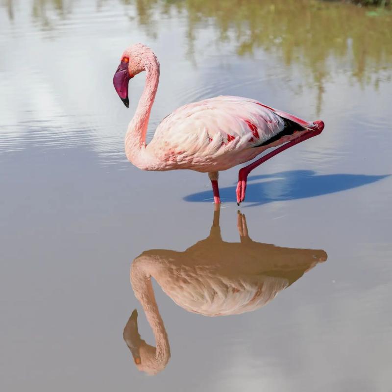 7 Days Tanzania Wildlife Safari