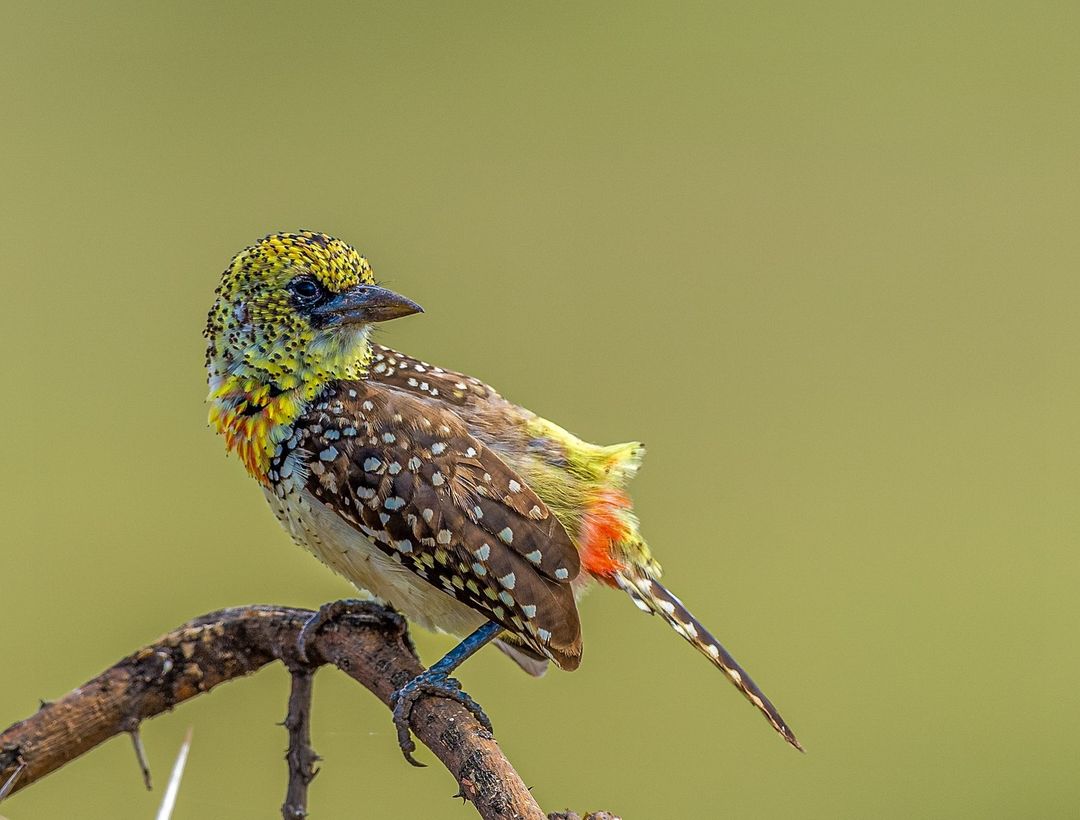 7 Days Tanzania Wildlife Safari
