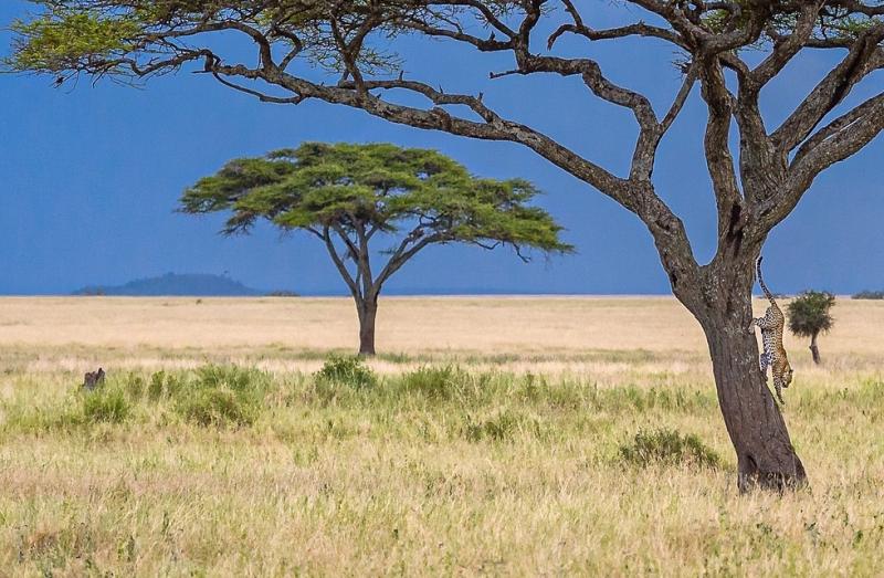 Magical 8 Day Tanzania Safari – Lake Manyara, Serengeti & Ngorongoro Crater