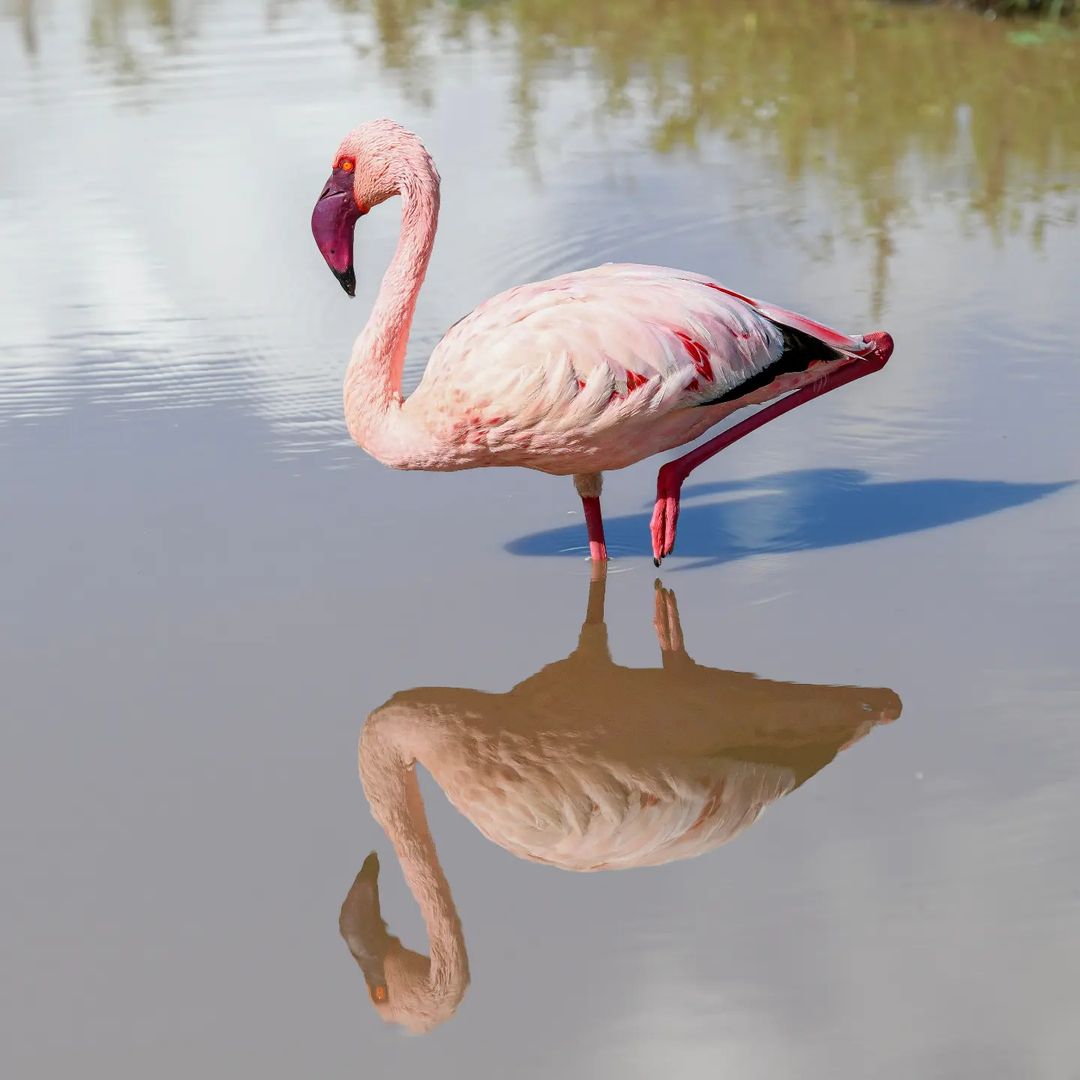 Magical 8 Day Tanzania Safari – Lake Manyara, Serengeti & Ngorongoro Crater