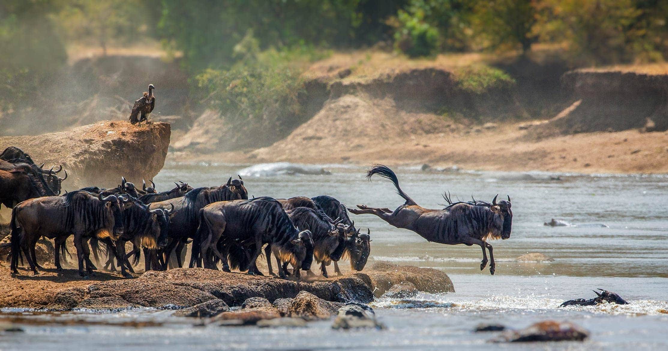 5 Days Wildebeest Calving Safari