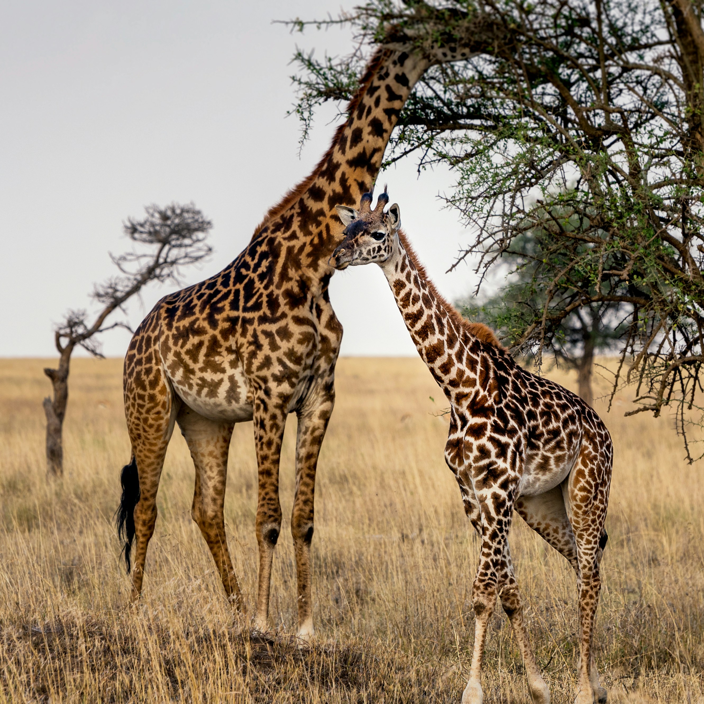 7-Day Tanzania Wilderness Safari
