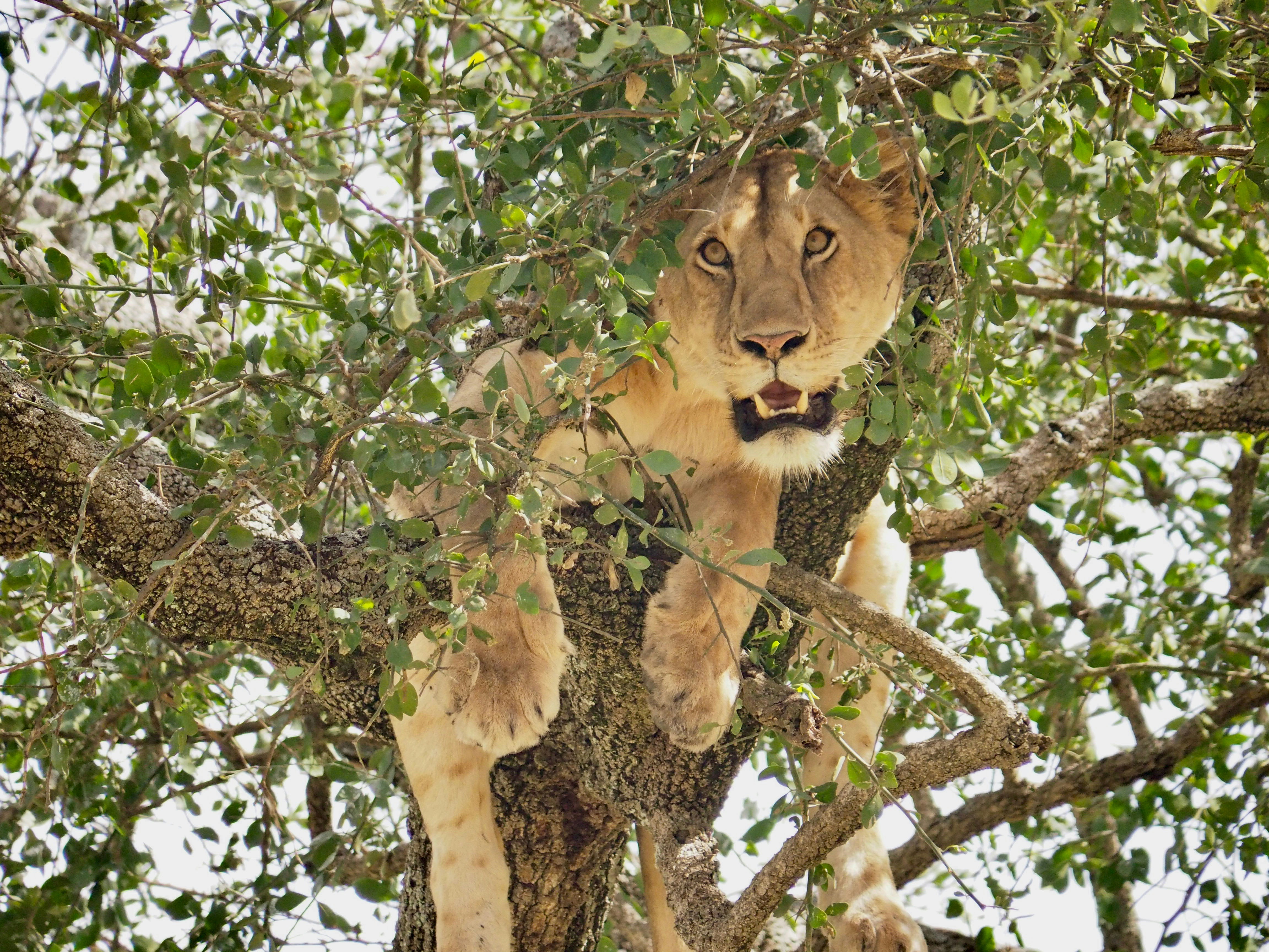 8 Days Tanzania Migration Safari
