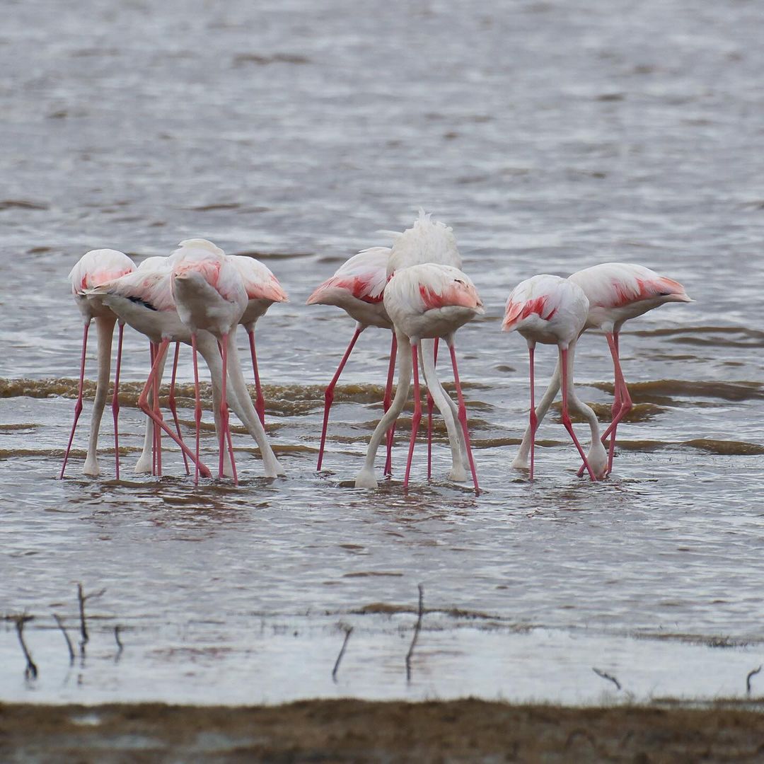 Tanzania safari scene