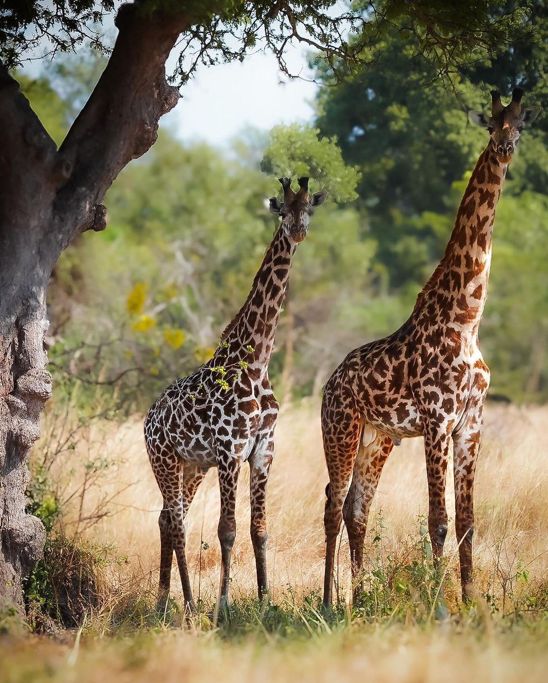 Tanzania safari scene
