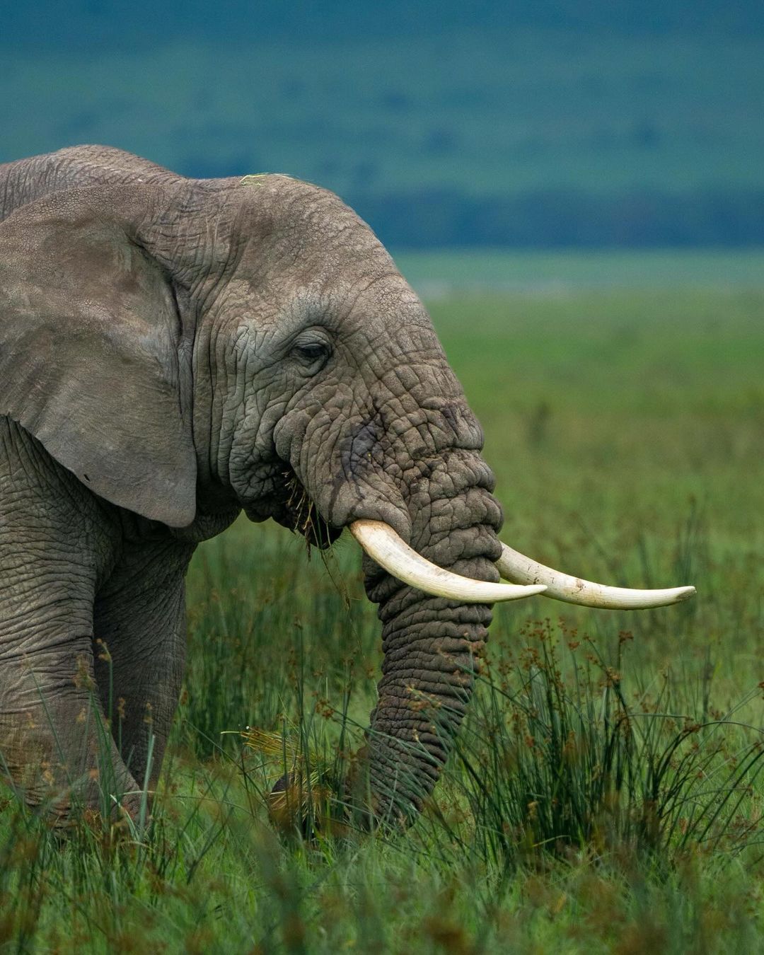 Tanzania safari scene