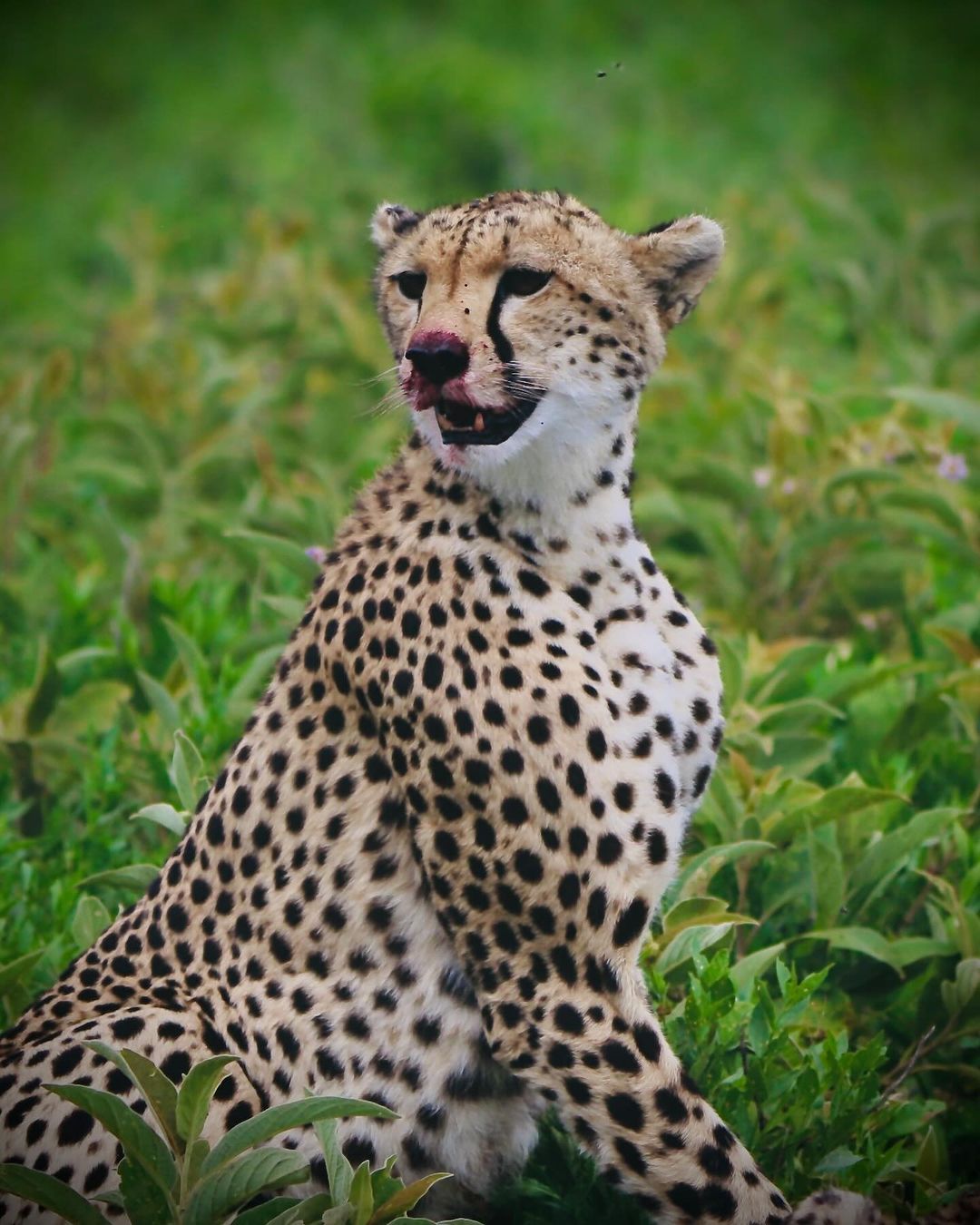 Tanzania safari scene