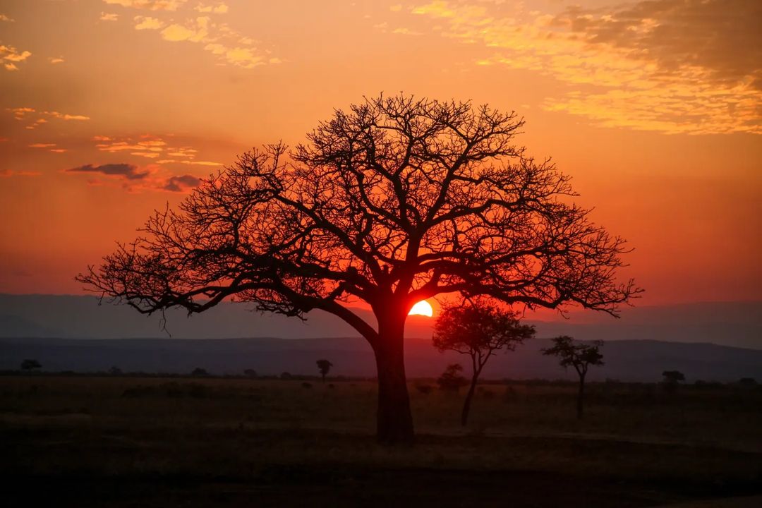 Tanzania safari scene